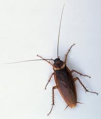 5 начина за унищожаване на хлебарки