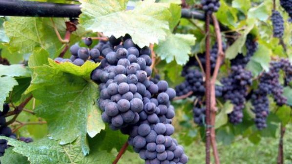 Винарство и пособията, необходими на всеки винар