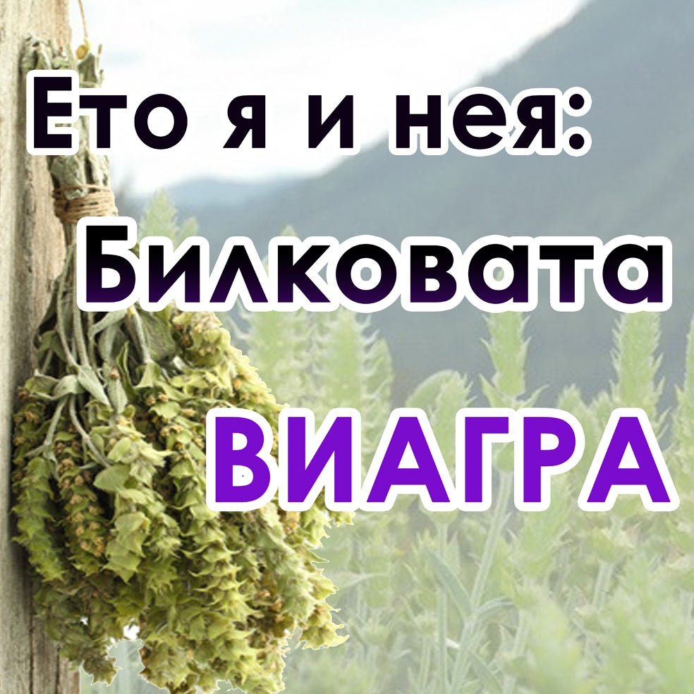 Забравете за виаграта, Екстрактът от Мурсалски чай засилва сексуалния живот на мъжа