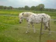 Свилен Калицов