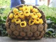 Ивелина Димитрова