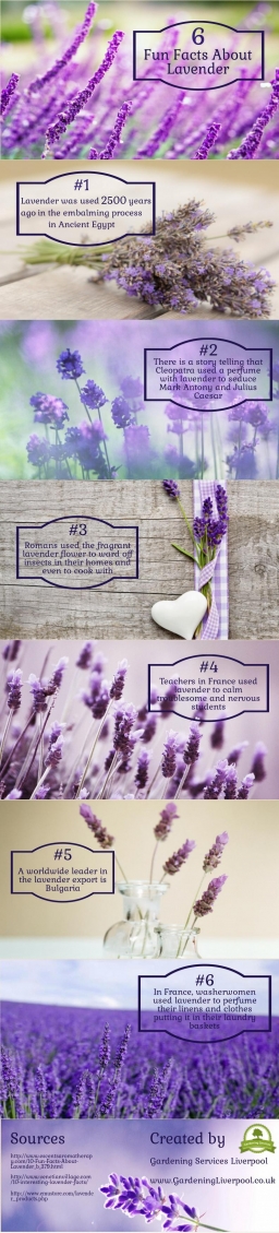 6-fun-facts-about-lavender.jpeg