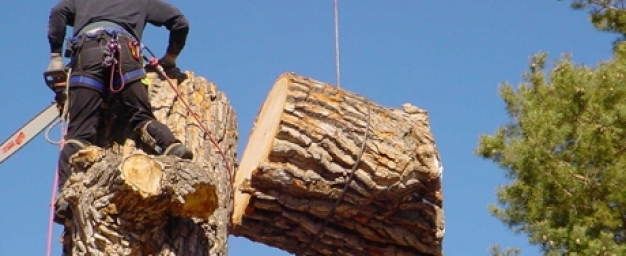 Tree-removal-Melbourne.jpg