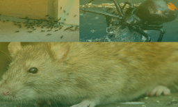 Pest-Control-Melbourne.png