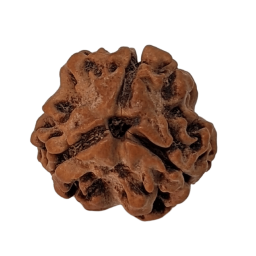 3-mukhi-rudraksha