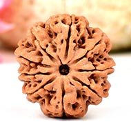 nine-mukhi-from-nepal-large-lxxi-S