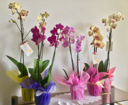 5a8bab45ba6665ede9e626e98e36ccc1