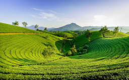 Premium Indian Tea